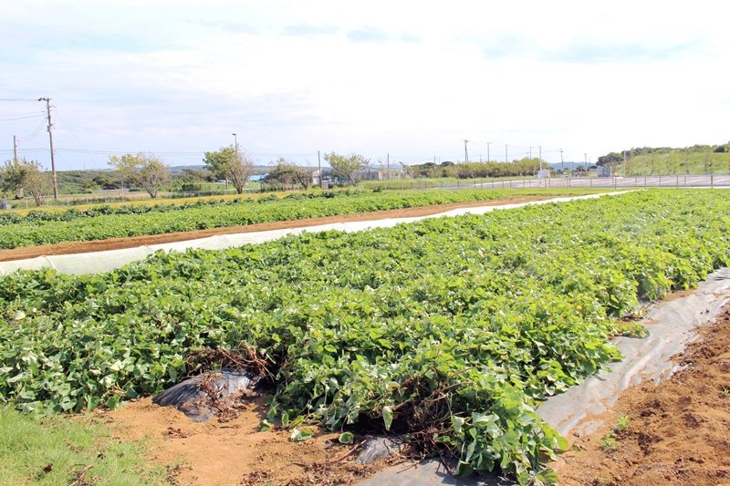 「シテコベ サステナブルファーム」