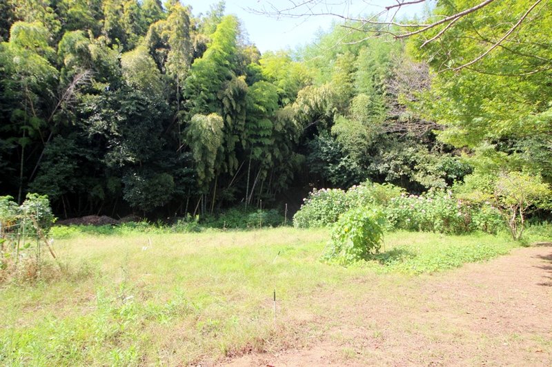 裏山の竹林と学校の畑