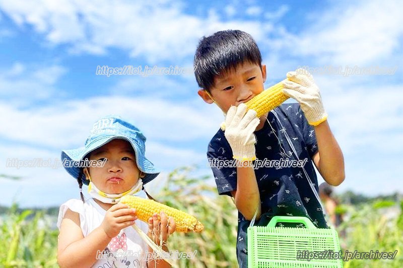 採れたての味を体験できる!(提供:株式会社シテコベ)