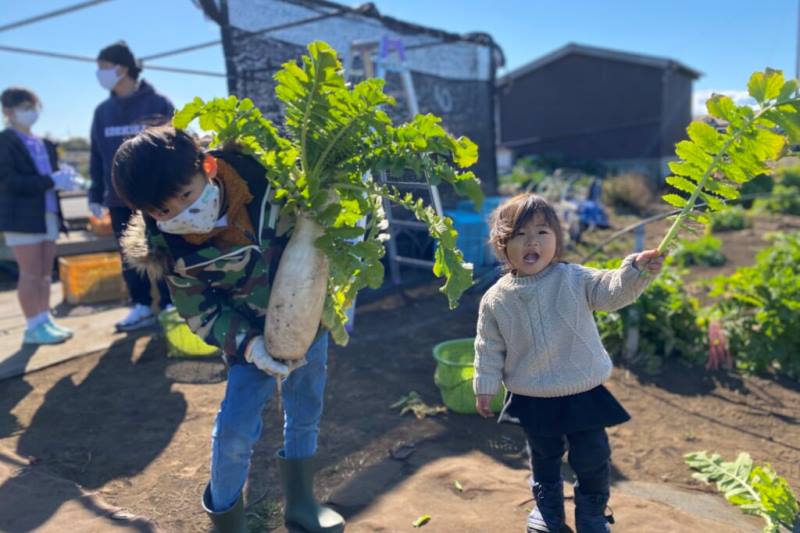三浦海岸名物の「三浦大根」(提供:株式会社シテコベ)