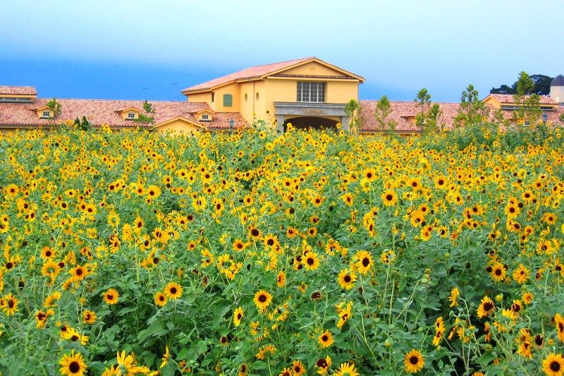 今回インタビューさせていただいた農園のある「長井海の手公園 ソレイユの丘」