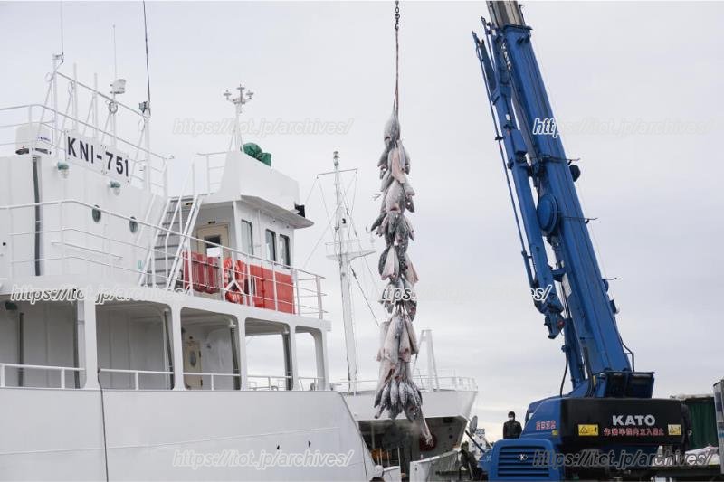 マグロ漁の水揚げの様子（提供：三浦市）