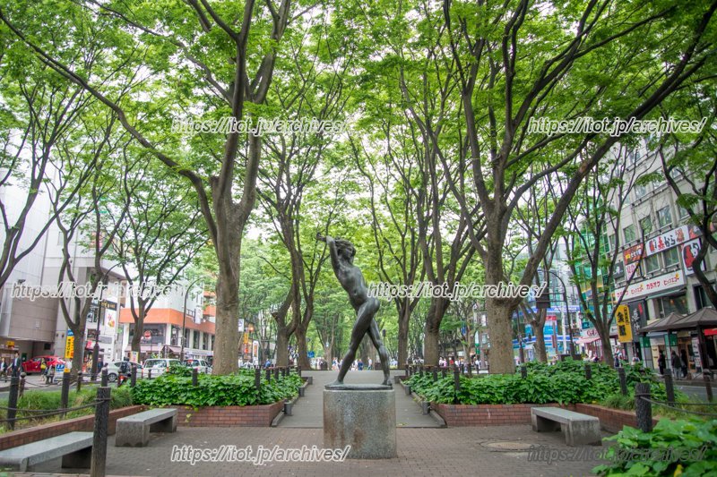 ケヤキ並木が広がる定禅寺通