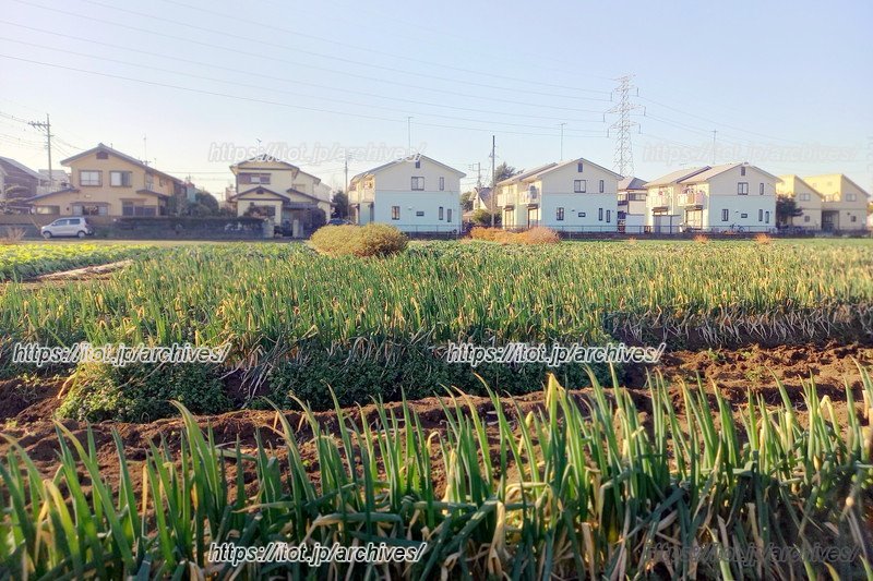 学校前の畑と住宅