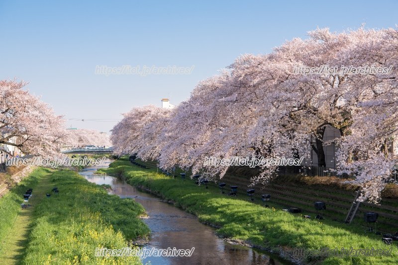 野川の桜
