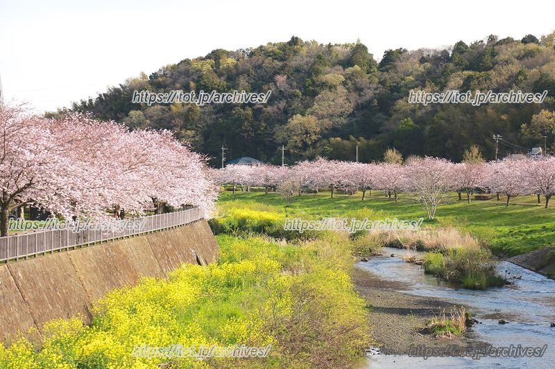 「引地川親水公園」（引用：藤沢市観光HP）