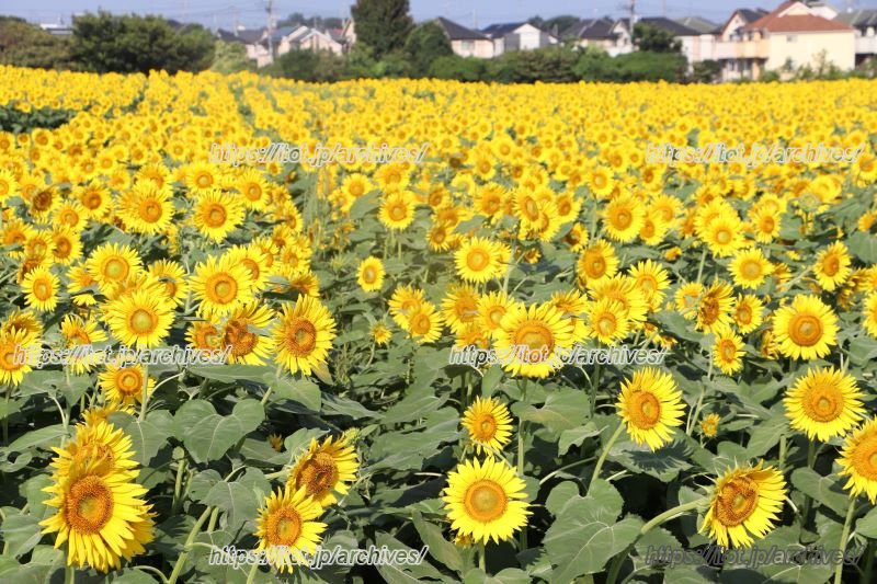 清瀬ひまわりフェスティバルの様子