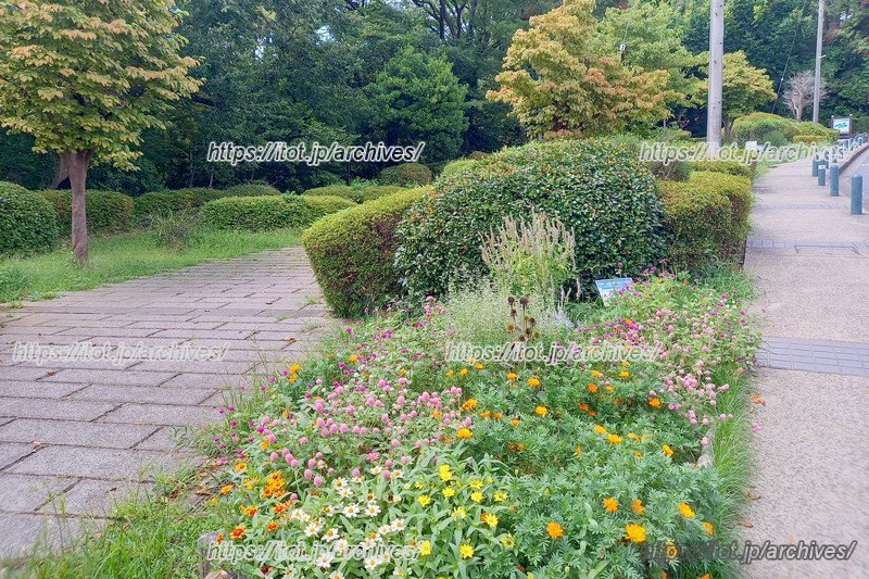 記念館坂の横にある「大倉山公園」の花壇。季節の花が、急勾配を歩く人を癒す