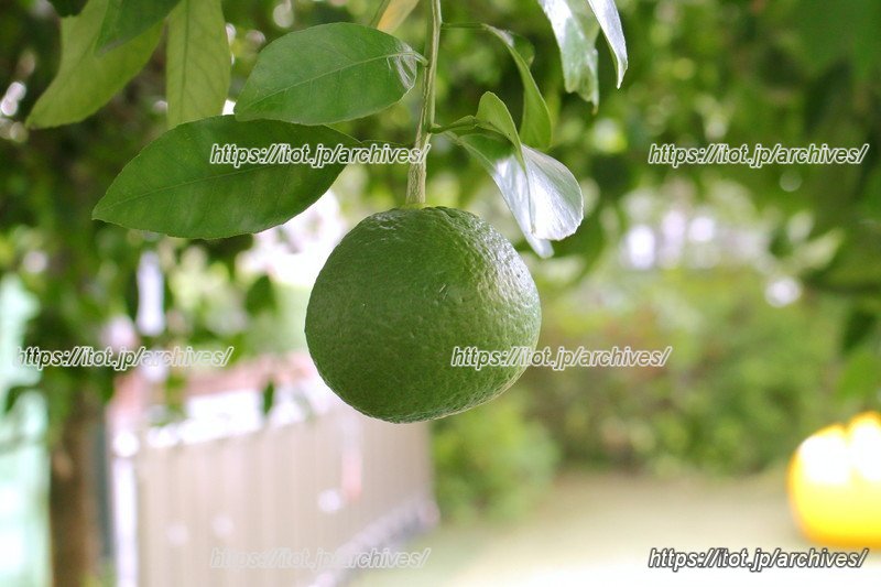 園庭には多くの果実のなる木が植えられている