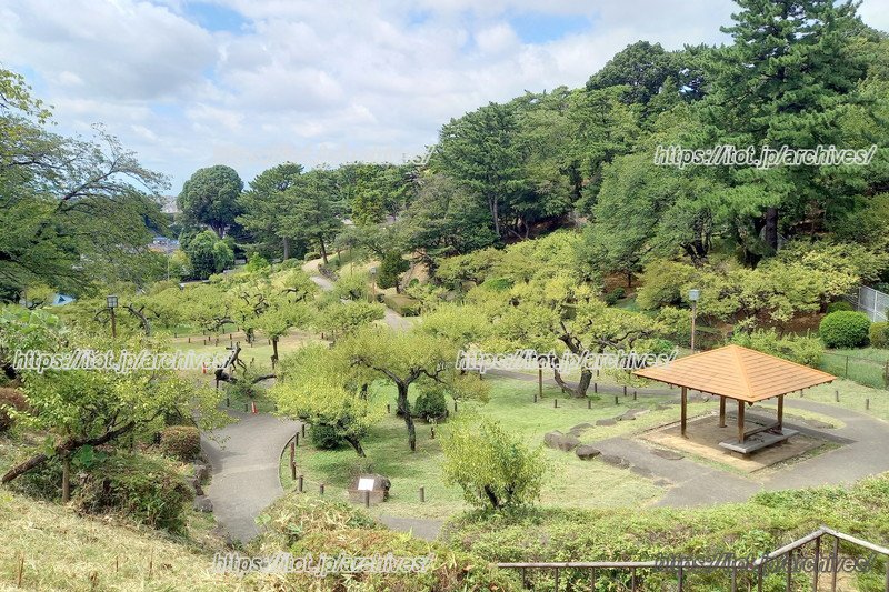 「大倉山公園」の梅林