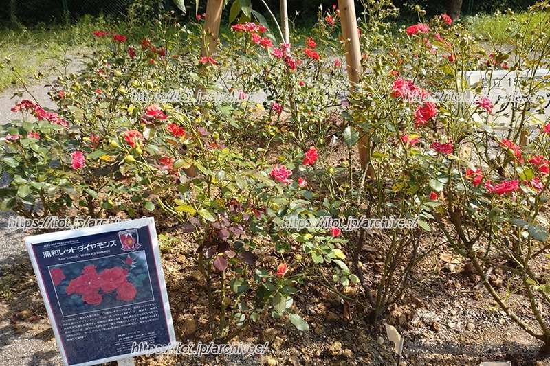 「浦和レッズ」より寄贈のあった「レッズローズ」