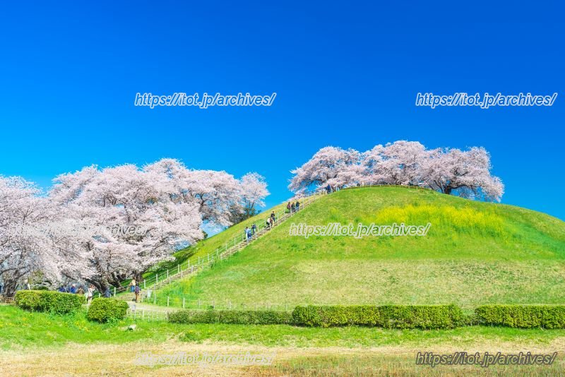 「さきたま古墳公園」の写真