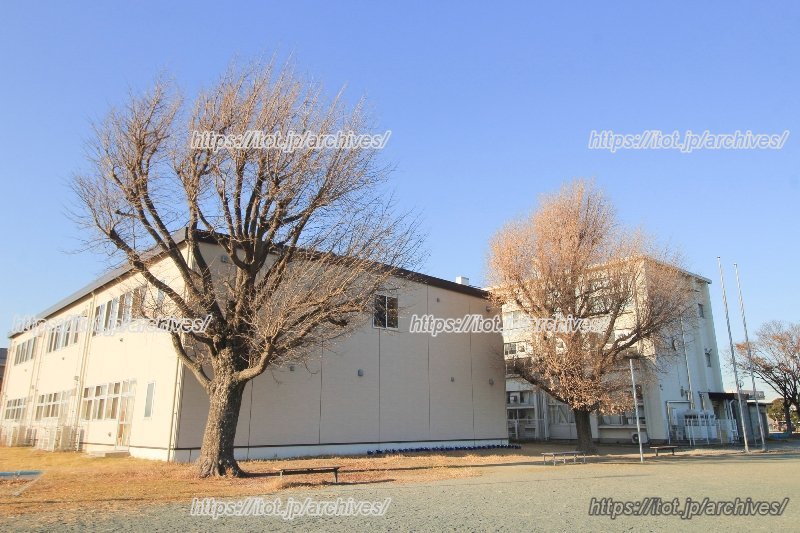 学校のシンボルツリーであるイチョウの大木2本 