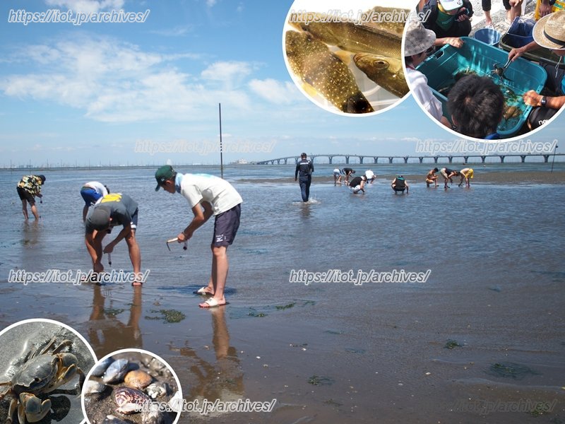 市内の事業者の方の活動を体験できる教育旅行向けプログラム「きさらづミライマナビ旅」でも、「盤州干潟」は利用されている （提供：（公社）千葉県観光物産協会）